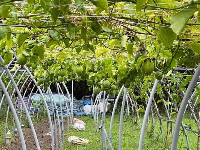 Canaan Beauty Farm B&B تشينجونج المظهر الخارجي الصورة