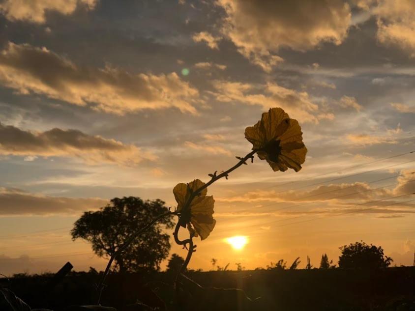 Canaan Beauty Farm B&B تشينجونج المظهر الخارجي الصورة